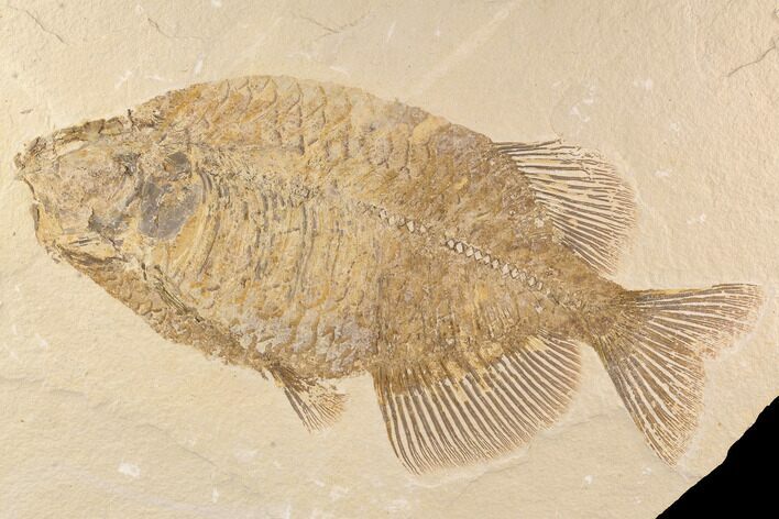 Elegant, Phareodus Fish Fossil - Wyoming #91747